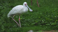 African Spoonbill. Platalea Alba Is A Long-legged Wading Bird Of The Ibis And Spoonbill Family Threskiornithidae. 