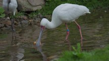 African Spoonbill. Platalea Alba Is A Long-legged Wading Bird Of The Ibis And Spoonbill Family Threskiornithidae. 