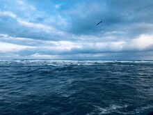 Turbulent Sea Before Rain With A Shaving Gull