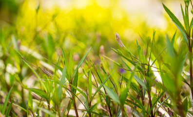 Wall Mural - Green leafs on blurred background in garden