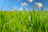 Fototapeta  - Piękny wiosenny widok zielona trawa i niebieskie niebo