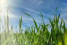 Piękny Wiosenny Widok Zielona Trawa I Niebieskie Niebo