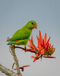 red and green parrot , hanging parrot 