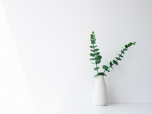 Home Interior Elegant Floral Vase Decor, Soft White Composition. Beautiful Green Leaves Branches In White Tall Vase On White Wall Background With Copy Space, Minimal Style.