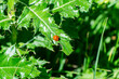Red beetle with black dots Ladybug close-up on a green leaf of a weed in a summer garden.