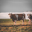 cow meadow - Switzerland