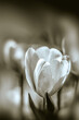close up of white tulip petals