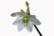 blossomed white flower