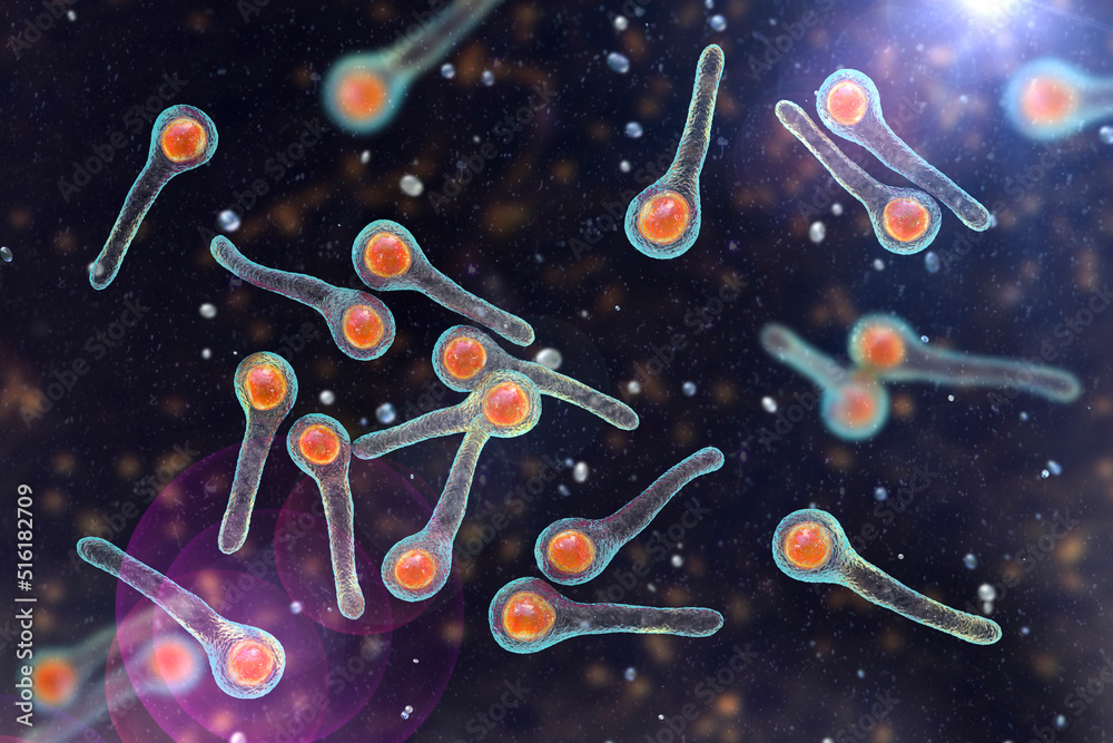 Ilustração Clostridium tetani bacteria do Stock | Adobe Stock