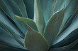 © masummerbreak - Blue Green Foliage of Fox Tail Agave Plant in Dark Tone Color as Natural Pattern Background