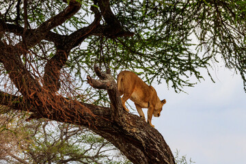 Naklejka na meble Adult lioness (Panthera leo) get in down from the tree in Tarangire national park, Tanzania