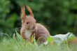 ein rotes eurasisches eichhörnchen sitzt auf dem rasen und frisst, sciurus vulgaris
