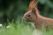 ein rotes eurasisches eichhörnchen sitzt auf dem rasen, nahaufnahme vom kopf, sciurus vulgaris