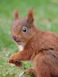 ein junges rotes eurasisches eichhörnchen sitzt auf dem rasen und schaut in die kamera, sciurus vulgaris