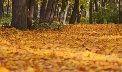 Poster - autumn yellow leaves under trees in park