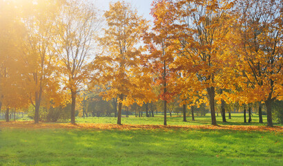 Wall Mural - green grass in fron of autumn maple bright trees