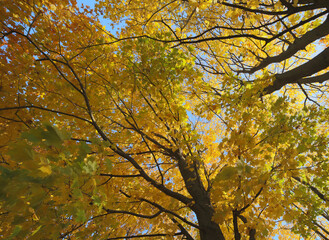 Poster - golden autumn trees grow to light blue sky