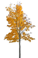 Wall Mural - isolated fall maple dark gold tree