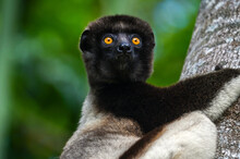 Crowned Sifaka Lemur (Propithecus Coronatus) – Portrait, , Madagascar Nature