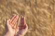 Hands holding an ear of wheat. Close-up. Ripe harvest. Blurred background. Layout.