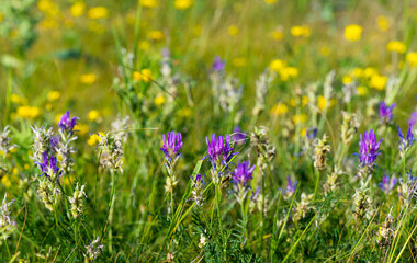 Poster - meadow flowers blooming in the meadow in summer