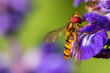 canvas print picture - Bees ibsekta makro natur foto
