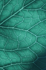 Plant leaf structure closeup. Mosaic pattern of cells nerve and veins. Abstract vertical background on vegetable theme. Green-blue tinted wallpaper. Horseradish leaf structure. Macro