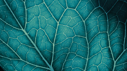 Plant leaf closeup. Mosaic pattern of  cells and veins. Wallpaper on vegetable theme. Abstract nature structure. Blue green tinted background. Horseradish leaf. Macro