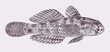 Eye-bar goby gnatholepis anjerensis, tropical marine fish in side view