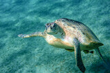 Fototapeta  - Big Red Sea Turtles near the Marsa Alam Beach Beach, Egypt 
