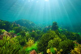 Fototapeta  - Algae on the ocean floor with natural sunlight, underwater seascape in the Atlantic ocean, Spain, Galicia