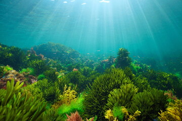 algae on the ocean floor with natural sunlight, underwater seascape in the atlantic ocean, spain, ga