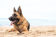 Beautiful German Shepherd Dog Lies On The Sand At The Beach Purebred Animal. Happy Face With Tongue Out. Home Pet. Human Best Friend And Guard.