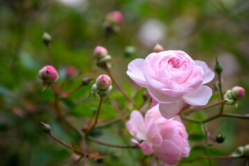 Close up Pink Damask Rose flower with blur background