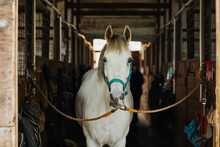 Front View Portrait Of White Horse In Stables Looking At Camera, Country Living, Copy Space