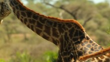 Close-up Of Two Giraffes Feeding On Foliage In The Wild Of The African Savannah In The Serengeti National Reserve In Tanzania.