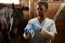 Waist Up Portrait Of Black Young Woman Holding Syringe While Vaccinating Horses At Farm