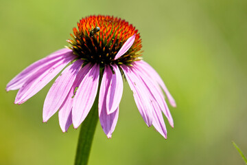 Wall Mural - 20220710 A1R_7571 Honey Bee on Purple Cone Flower