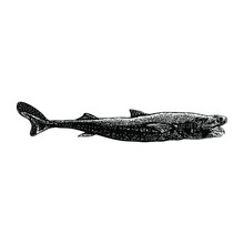 Viper Dogfish Hand Drawing Vector Illustration Isolated On Background