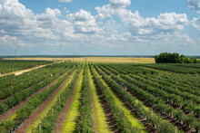 Rows Of Cultivated Organic Blueberry Trees Or Shrubs On A Large Commercial Farm. The Rows Of Sweet Blueberry Bushes Have Grass Patches Between The Tall Fruit Trees. The Sky Is Blue With Clouds. 