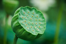 Raindrops On A Lotus Seed Pod