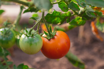 red tomatoes growing in a vegetable garden on a bright sunny summer day