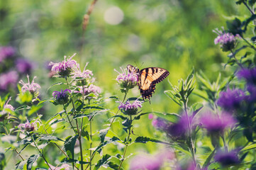 Yellow swallowtail butterfly on monarda flower