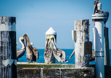 Pod Of Pelicans On A Pier