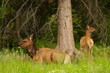 Elk cow with calf resting in the woods