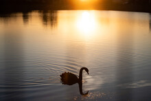 Magic Sunset With Swan On The Lake
