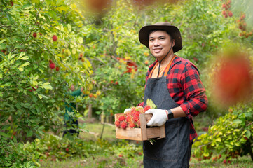 Wall Mural - Farmer holding a crate of fine Asian rambutan, fresh rambutan, red rambutan, Asian agriculture