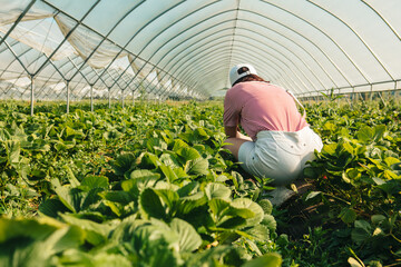 Wall Mural - woman gathering strawberries at the farm