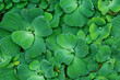 Leaves of Pistia stratiotes (water cabbage, water lettuce). Full background with tropical free-floating aquatic plant