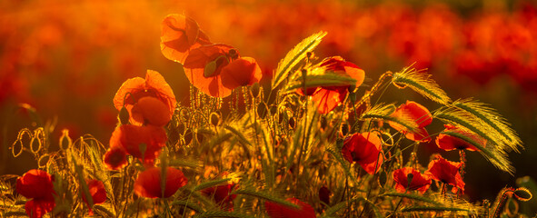 Wall Mural - detailed, high resolution panorama of flowering red poppies